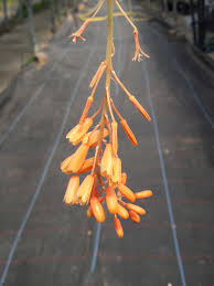 Image result for Aloe ballii