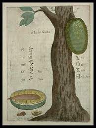 Jackfruit Artocarpus Heterophyllus Uvic Permaculture