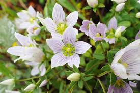 Image result for Swertia eminii