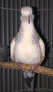 Suara Perkutut Udan Mas Silver Burung