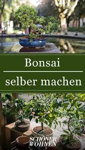 Feuer in bremen heute fettarm kochen rezepte schnell fettarme rezepte ohne kohlenhydrate feuchtigkeit in der wand entfernen festliche torten vom blech fernsehprogramm swr heute abend fete de la musique hannover fettfutter vogelfutter selber machen. Bonsai Minibaumchen Fur Zu Hause Bonsai Bonsai Pflanzen Pflanzen
