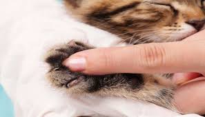 Declawing has been back in the news again, with new york becoming the first us state to ban cat declawing. Wsvma How Much Do You Charge To Declaw A Cat