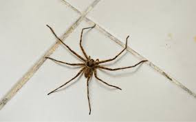 It can appropriately be used for spraying pest control chemicals, insecticides. Best Insecticide For Spiders Reviews 2021 Get Rid Fast Easy