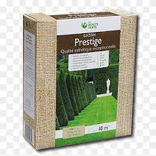 Tall fescue small white flowers in grass. Lawn Festuca Rubra Tall Fescue Benih Flower Gazon Grass Flower Annual Plant Png Pngwing