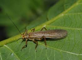 Image result for Nicolasia stenoptera
