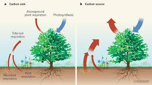 hyperactive soil microbes might weaken