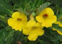 Image result for Pterodiscus aurantiacus