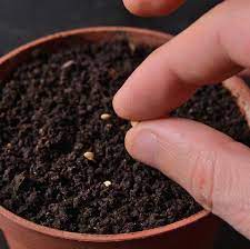 After two weeks, evaluate the seedlings. Sowing Seeds A Quick How To Guide To Sowing Garden Seeds