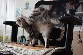 photo i am emma photo cats animals
