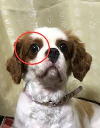 キャバリア倶楽部