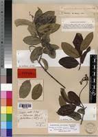 Image result for Ancylobothrys scandens