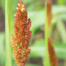 Image result for Cleistachne sorghoides