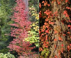 Image result for Loxodera bovonei