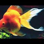 Proses Ranchu Bertelur Goldfish Youtube Ikan Mas
