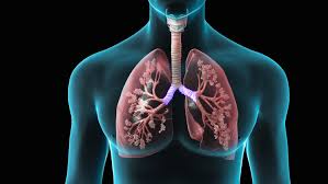 Image result for LUNGS