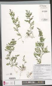 Image result for Selaginella cathedrifolia