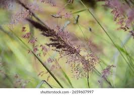 Image result for Melinis minutiflora