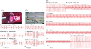 The great advantage to this type of pest management is the noise emitted from your sonic pest control box will not bother you or any. Optogenetics For Cardiac Pacing Resynchronization And Arrhythmia Termination Sciencedirect