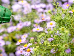 Neem oil doesn't directly cause death; How To Use Neem Oil On Plants As Organic Insecticide