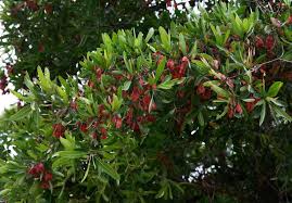 Image result for Rothmannia urcelliformis