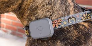 Alibaba.com offers 902 cat collar camera products. The Best Gps Trackers For Cats And Dogs For 2021 Reviews By Wirecutter