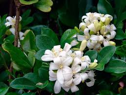 Image result for Maerua paniculata