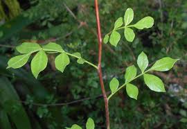 Image result for Commiphora kua