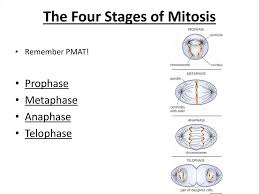 Dec 04, 2017 · but first, here are the stages of mitosis: Cell Division Online Presentation
