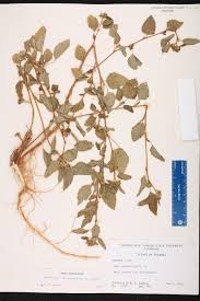 Image result for Malvastrum coromandelianum