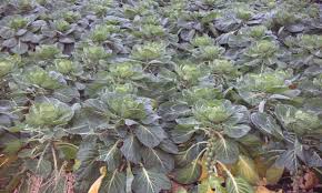 Maybe you would like to learn more about one of these? Growing Brussel Sprouts They Re Nutritious And Delicious Epic Gardening