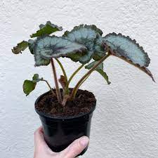 Some species are commonly grown indoors as ornamental houseplants in cooler climates. Buy Begonia Escargot Door 2 Door Plants
