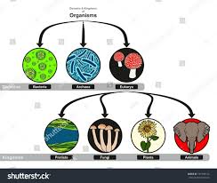 domain and kingdoms of organisms classification chart