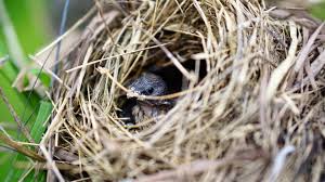 How to get rid of them you can scare a bird out of your chimney by making a loud noise or shining a bright light. Keep Birds From Building Nests