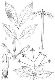 Image result for Ixora kalehensis