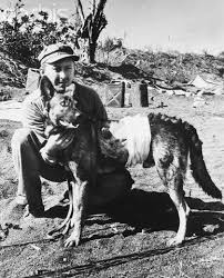 American Marine Pampering Heroic War Dog U1014475inp Rights Managed Stock Photo Corbis Original Caption I War Dogs Military Service Dogs Military Dogs