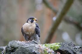 Falcão is a portuguese surname meaning falcon. Falcao Como Animal De Estimacao Ja Pensou Em Ter Um