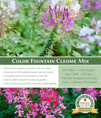 Image result for Cleome densifolia