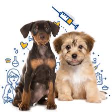 Mar 01, 2019 · it started with a woman in west virginia selling pugs online. Dog Vaccinations Mercy Pet Clinic
