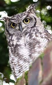 We post about health, celebs/people, places, animals, history information and much more. Fun Owl Facts For Kids Interesting Information About Owls