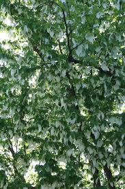 Viele sind mitglied im verband botanischer gärten. Im Botanischen Garten Munster Bluht Wwu Munster Munster University Facebook