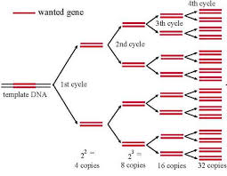 Fine Tuning The Process Gene Sequencing Laboratory Science Biochemistry