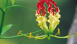 Image result for Gloriosa sessiliflora