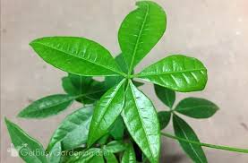 Leaf cuttings are used almost exclusively for propagating some. Money Tree Plant Care Guide How To Take Care Grow Indoors