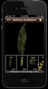 The app is a result of a. Leafsnap An Electronic Field Guide Neeraj Kumar