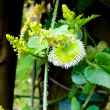 Image result for Coleotrype natalensis