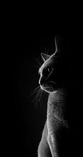 Looking for the best wallpapers? Cat Wallpaper Hd Portrait