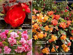 Begonia tuberhybridia, begonia multiflora, and begonia pendula. How To Grow Tuberous Begonias Garden Gate