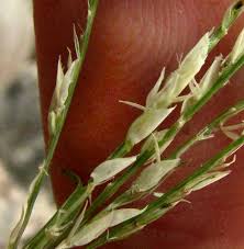 Image result for Cynodon nlemfuensis