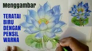 Silahkan download gambar bunga teratai #1 dibawah ini. Cara Menggambar Bunga Teratai Biru Dengan Pensil Warna Youtube