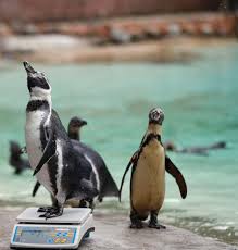 Check spelling or type a new query. London Zoo Weighs Measures All Of Its Animals In Adorable Event Abc News
